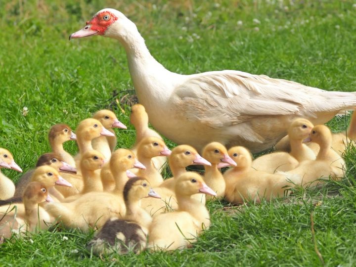 Ducks are now a part of livelihood