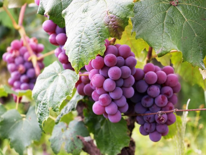 Purple grapes took the fruits market