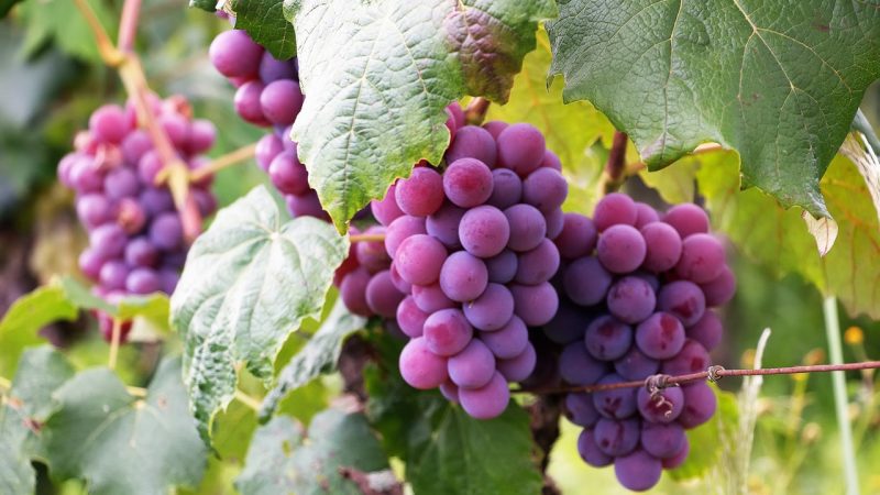 Purple grapes took the fruits market